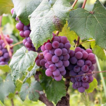 The Birth & Growth of Black Walnut Winery
